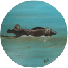 Norfolk Seals- Blakeney Point